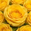101 желтая роза 3