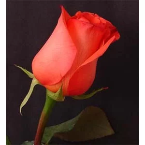 Роза "Импульс"(Impulse)